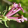 Foto von Besonderheit Daphne cneorum