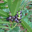 Fruchtfoto Daphne laureola