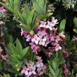 Blütenfoto Daphne mezereum