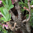 Stängel-/Stammfoto Daphne mezereum