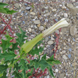 Foto Kelch Datura stramonium