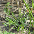 Blätterfoto Daucus carota