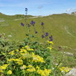 Habitusfoto Delphinium elatum