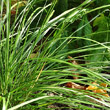 Blätterfoto Deschampsia cespitosa