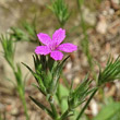 Portraitfoto Dianthus armeria