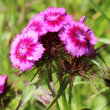 Portraitfoto Dianthus barbatus