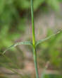 Blätterfoto Dianthus carthusianorum