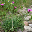 Habitusfoto Dianthus carthusianorum