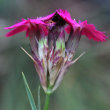 Blütenfoto Dianthus carthusianorum