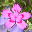 Blütenfoto Dianthus deltoides