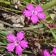 Portraitfoto Dianthus deltoides