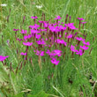 Habitusfoto Dianthus deltoides