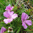 Portraitfoto Dianthus glacialis