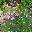 Habitusfoto Dianthus gratianopolitanus