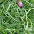 Blätterfoto Dianthus gratianopolitanus