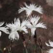 Blütenfoto Dianthus plumarius