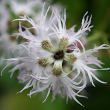 Blütenfoto Dianthus superbus