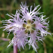 Portraitfoto Dianthus superbus