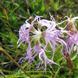Blütenfoto Dianthus superbus