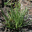 Blätterfoto Dianthus sylvestris