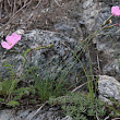 Habitusfoto Dianthus sylvestris