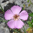 Portraitfoto Dianthus sylvestris