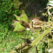 Fruchtfoto Dictamnus albus
