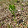 Foto der Jungpflanze Dictamnus albus