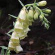 Blütenfoto Digitalis grandiflora