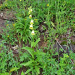 Habitusfoto Digitalis grandiflora