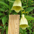 Foto von Besonderheit Digitalis grandiflora