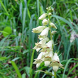 Portraitfoto Digitalis lutea