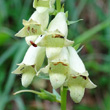 Blütenfoto Digitalis lutea