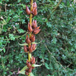 Fruchtfoto Digitalis lutea