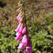 Blütenfoto Digitalis purpurea