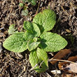 Foto der Jungpflanze Digitalis purpurea