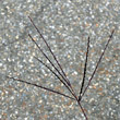 Foto von Besonderheit Digitaria sanguinalis