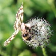 Portraitfoto Dipsacus pilosus