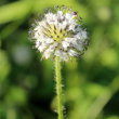 Blütenfoto Dipsacus pilosus