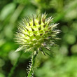 Fruchtfoto Dipsacus pilosus