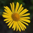 Portraitfoto Doronicum clusii