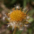 Foto von Besonderheit Doronicum clusii