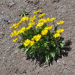 Habitusfoto Doronicum clusii