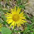 Portraitfoto Doronicum columnae