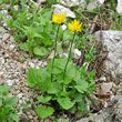 Habitusfoto Doronicum columnae