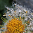 Fruchtfoto Doronicum grandiflorum