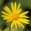 Portraitfoto Doronicum pardalianches