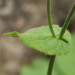 Stängel-/Stammfoto Doronicum pardalianches