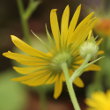 Blütenfoto Doronicum pardalianches