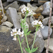 Bl&uuml;tenfoto Dorycnium herbaceum